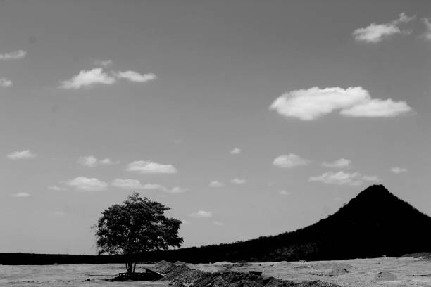 Lonely tree, in silhouette cloudy sky in Georgia