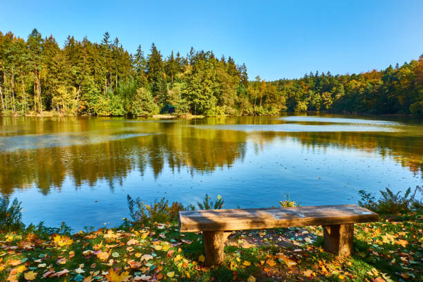 calme vue sur étang dans la forêt en automne - bench forest pond autumn photos et images de collection