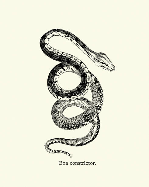 ヘビ、ボア constictor - snake print点のイラスト素材／クリップアート素材／マンガ素材／アイコン素材