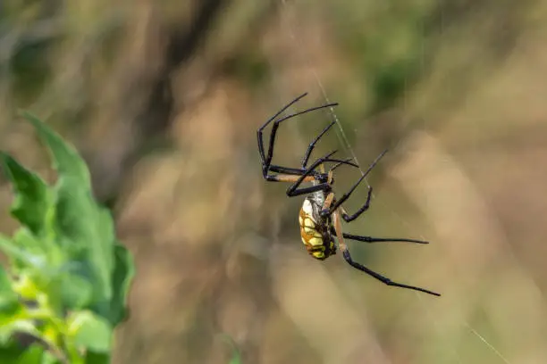 A large yellow garden spider repairing its web!