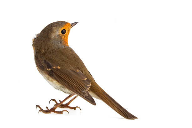 istock Robin isolated on a white background. European robin (Erithacus rubecula) 1054713920