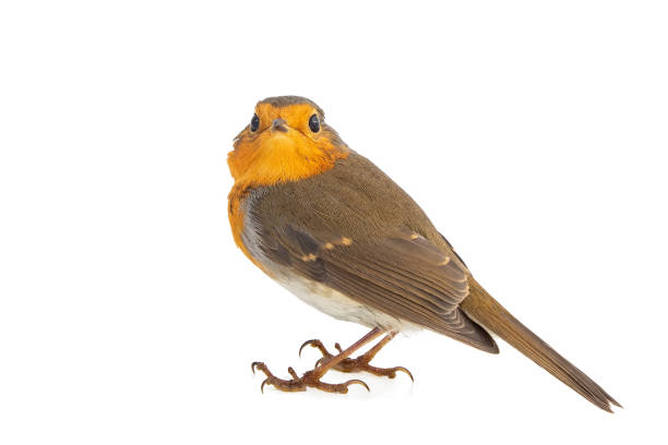 istock Robin isolated on a white background. European robin (Erithacus rubecula) 1054713922