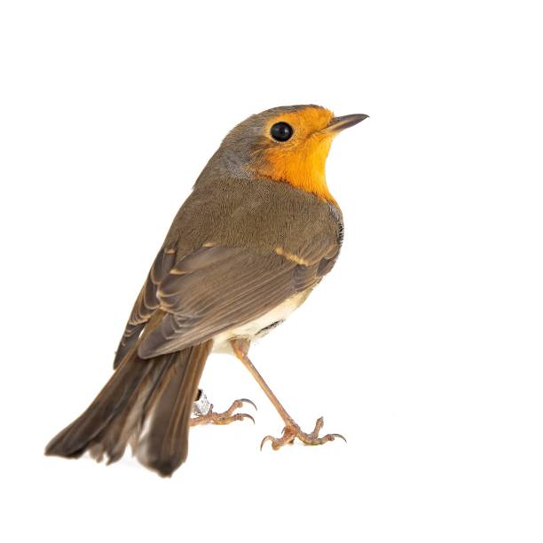 istock Robin isolated on a white background. European robin (Erithacus rubecula) 1054713924