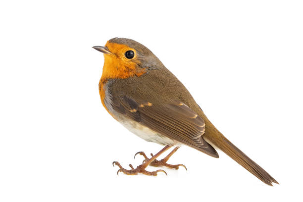 istock Robin isolated on a white background. European robin (Erithacus rubecula) 1054713926