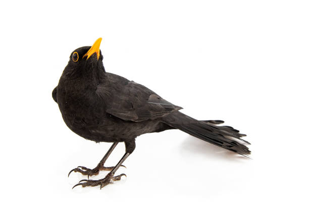istock Blackbird isolated on white background. Male Eurasian Blackbird (Turdus merula) 1054713952