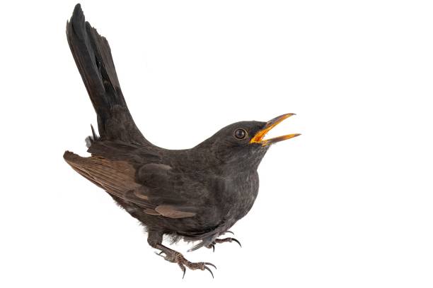 istock Blackbird isolated on white background. Male Eurasian Blackbird (Turdus merula) 1054713956
