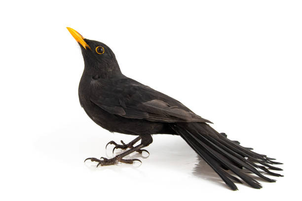 istock Blackbird isolated on white background. Male Eurasian Blackbird (Turdus merula) 1054713964