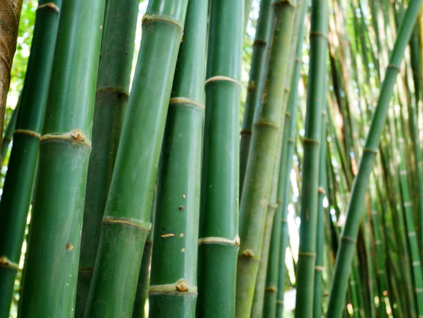 plantas de bambu no jardim - bamboo bamboo shoot green isolated - fotografias e filmes do acervo