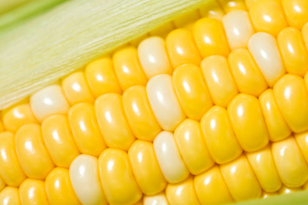 maïs en épi, closeup - corn on the cob macro corn crop freshness photos et images de collection
