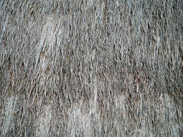 istock Texture of thatch roof of nature 1054716652