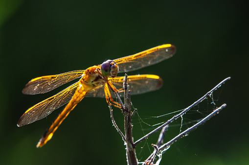 A back-lit dragonfly along the nature trail in Pearland, Texas!