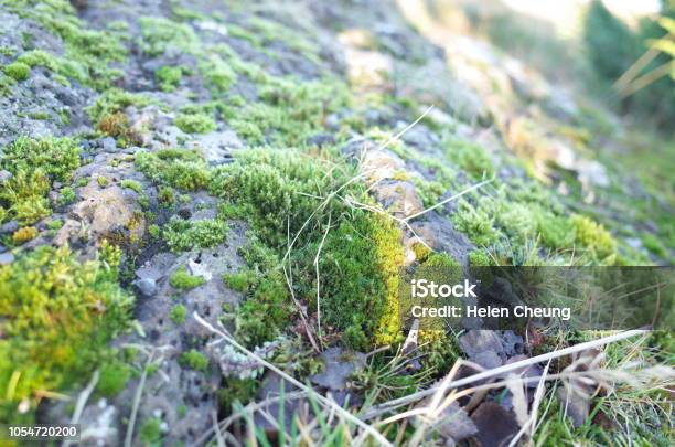 Pine Mountain Moss Blanket Stock Photo - Download Image Now