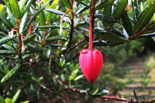 Close up of flower with dew on a Chilean Lantern Tree (Crinodendron hookerianum).