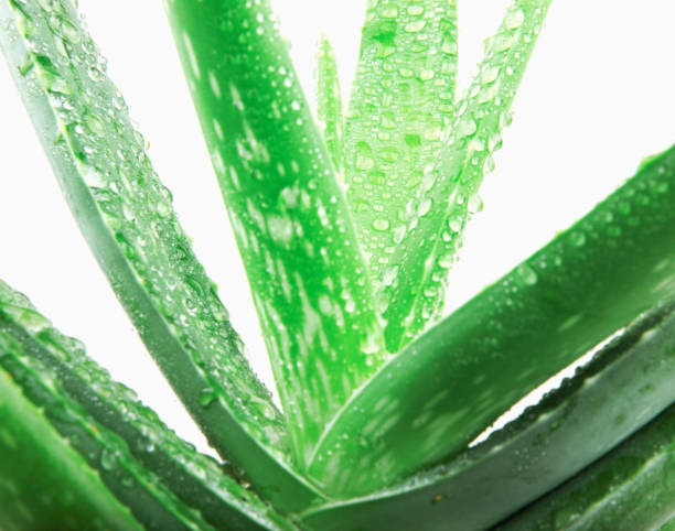 istock Aloe vera plant 1054722274
