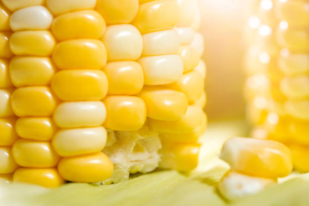 maïs en épi, closeup - corn on the cob macro corn crop freshness photos et images de collection