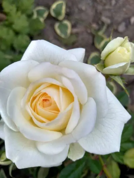 A blooming yellow rose