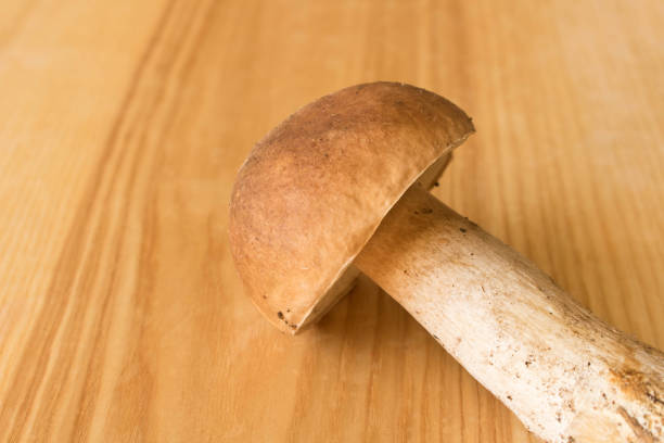 Boletus on a wooden table . Autumn. Mushroom picking.