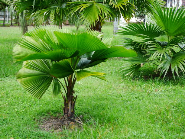 istock Nature summer forest tropical green plam 1054726964