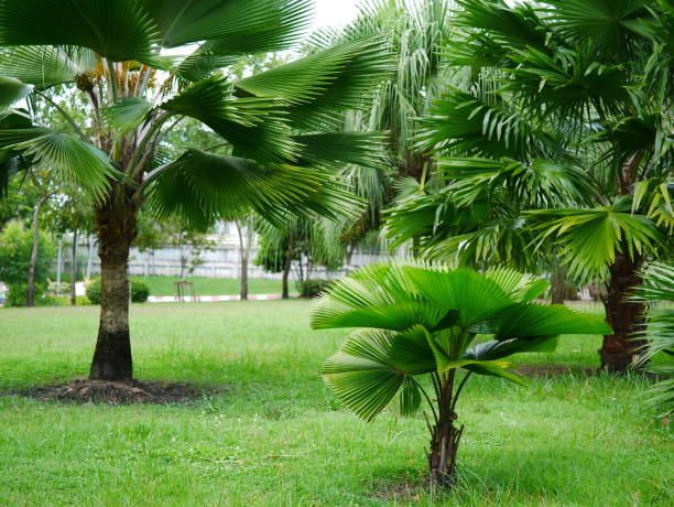 istock Nature summer forest tropical green plam 1054726978