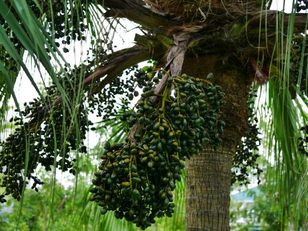 istock Nature summer forest tropical green plam 1054727416