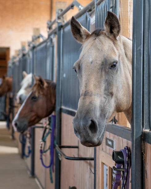 istock Horses in stalls in a barn 1054731132