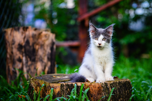 Portrait of a cat patched color, copper eyes color sitting on a sand next to a dirty dark cement wall behind plants in dark green garden outdoor. 3 colors Maincoon cat in forest. Silver patched cat.