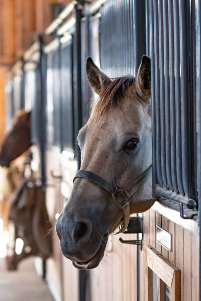 istock Horse looking out of a stall 1054732092