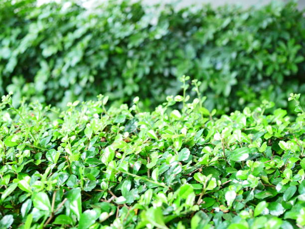 istock Beautiful Green Park with Winding Path 1054732120