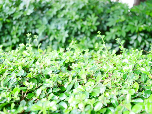 istock Green leaves natural background 1054732136