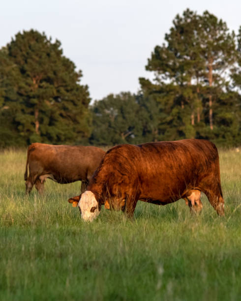 istock Vertical image of two crossbred cows grazing 1054732166