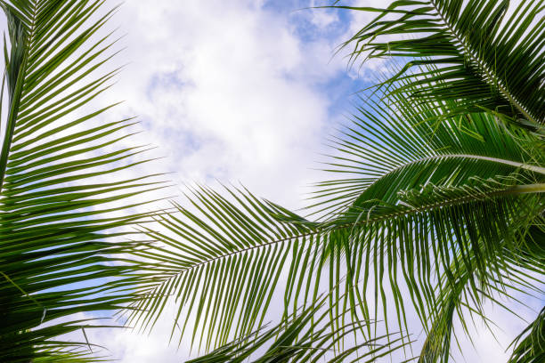 istock Coconut trees against blue sky. Palm trees at tropical coast. 1054732246