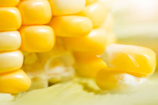 maïs en épi, closeup - corn on the cob macro corn crop freshness photos et images de collection