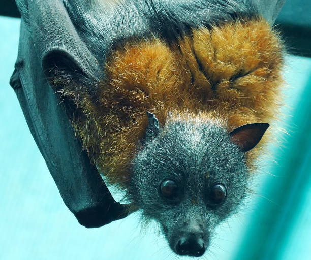 australijski szarogłowy nietoperz owocowy, wiszący do góry nogami z okonia - bat fruit bat mammal australia zdjęcia i obrazy z banku zdjęć