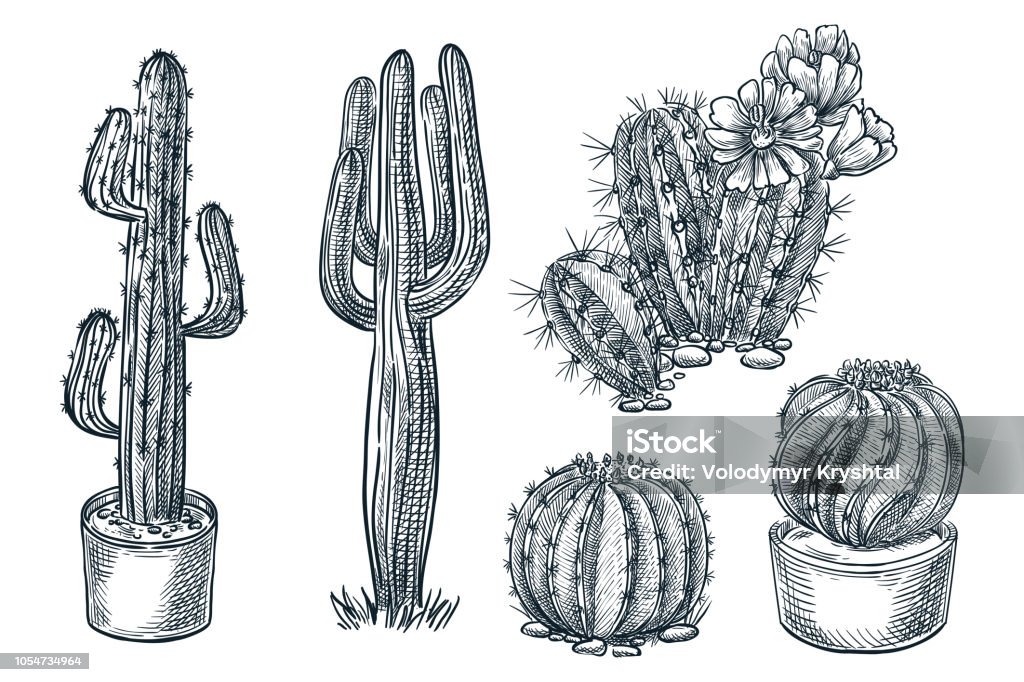 Vetores de Cactos E Plantas Suculentas Em Vasos Desenho De Vetor Preto E  Branco Para Colorir e mais imagens de Arte Linear - iStock