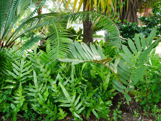 istock Fern spore in garden 1054737120