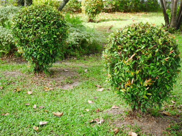 istock Garden in asia Tropical park 1054737124