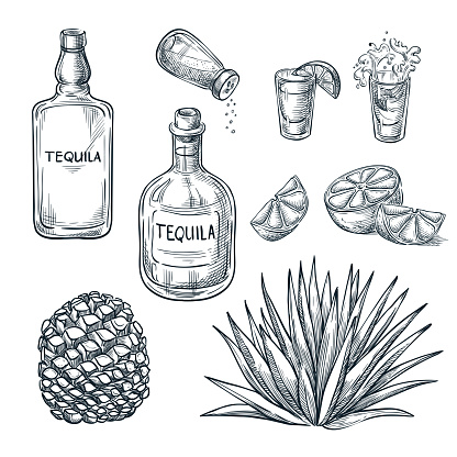 Tequila bottle, shot glass and ingredients, vector sketch. Mexican alcohol drinks menu design elements. Agave plant and root illustration.