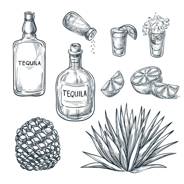 Tequila bottle, shot glass and ingredients, vector sketch. Mexican alcohol drinks. Agave plant and root. Tequila bottle, shot glass and ingredients, vector sketch. Mexican alcohol drinks menu design elements. Agave plant and root illustration. tequila drink illustrations stock illustrations
