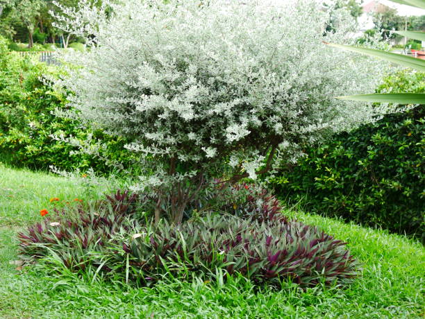 istock Beautiful in asia Green Park 1054737468