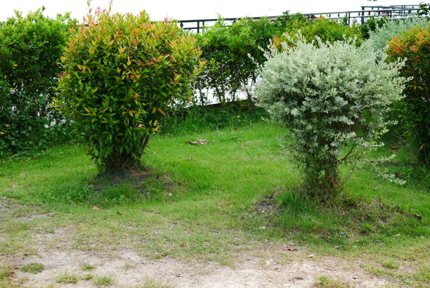 Front or Back Yard, Tropical Climate, Formal Garden, Summer