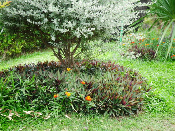 istock Garden in asia Tropical park 1054737474