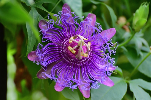 The genus Passiflora contains over 400 species with considerable variety within them and the common name Passion Flower can be confusing. Some passion flowers are vines, but some are bushes and even trees. Some are annuals and some others are perennials, and evergreen and deciduous. Some produce edible fruits. What they share are exotic, fascinating flowers that remain open for only a few days. They have a wide, flat petal base with several rings of filaments in the centers which surround a stalk that holds up the ovary and stamens. Colors include blue, purple, white, pink, red and yellow. Most commonly grown forms are vines that climb and cling by tendrils.
