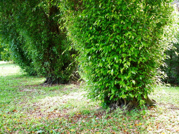 linda em ásia green park - grass shoulder rural scene road wildflower - fotografias e filmes do acervo