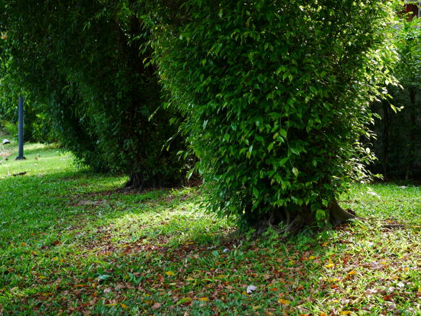 linda em ásia green park - grass shoulder rural scene road wildflower - fotografias e filmes do acervo