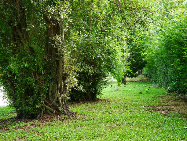 istock Beautiful in asia Green Park 1054739304
