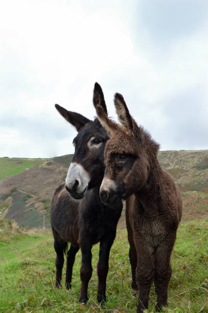 Donkey foals and mares in the New Forest