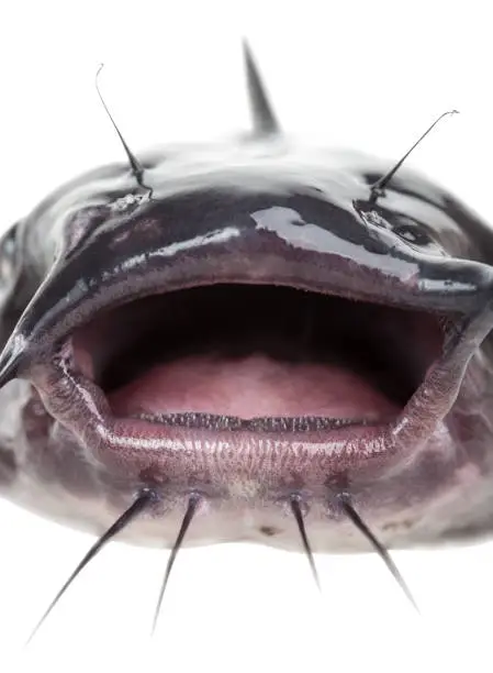 Photo of Mouth catfish