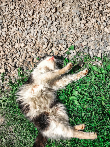 black and white cat basks in the sun, lying on the grass belly up