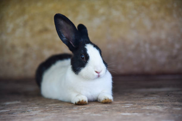 Little rabbit at food bowl