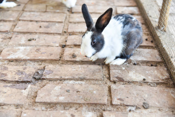 istock Rabbits are free to move in cages 1054740034